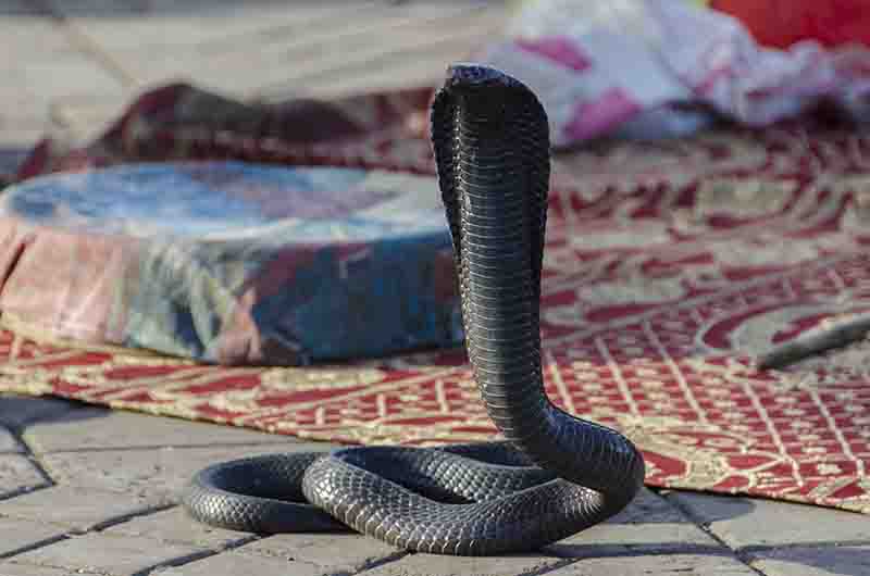 20 - Marruecos - Marrakech - plaza Jamaa el Fna - encantadores de serpientes